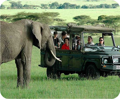 Lion and Tour
